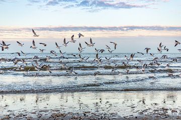 Noordzee en zeemeeuwen van Yanuschka Fotografie | Noordwijk