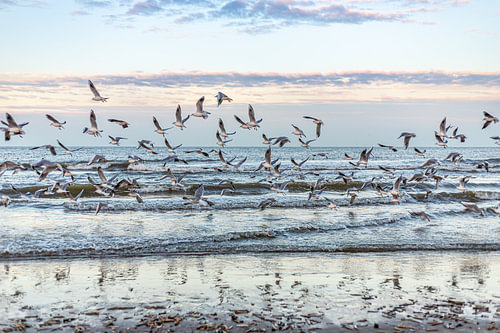 Noordzee en Zeemeeuwen