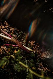 Farben der Natur von Willeke Photography