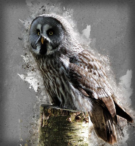 Peinture grey-owl-hs165555462 par HMS