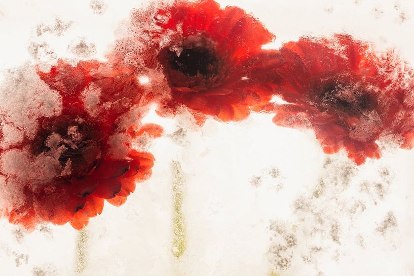 Gerbera in ice 1 by Marc Heiligenstein