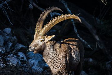 Ibex in the mountains by Photofex