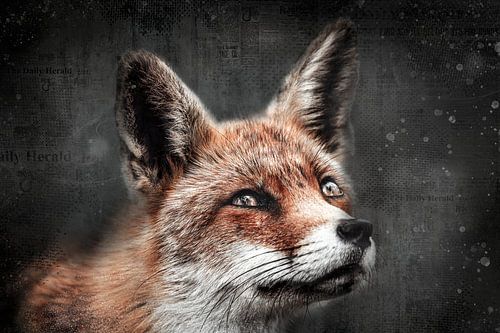 Grunge fox digital art