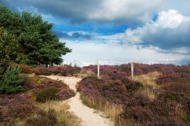 nature heather landscape with purple flowers in the fields by Ivonne Wierink