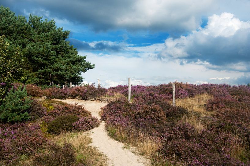 Natuurgebied met heideveld van Ivonne Wierink