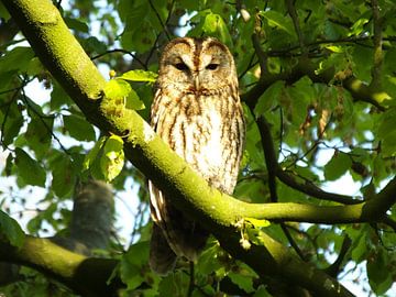 "camouflage" bosuil in de boom by Pascal Engelbarts