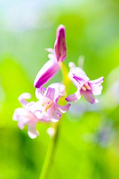 Pink Hyacint flowers close up by Sjoerd van der Wal