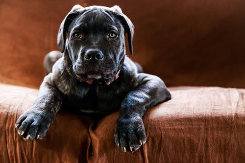 Cane Corso