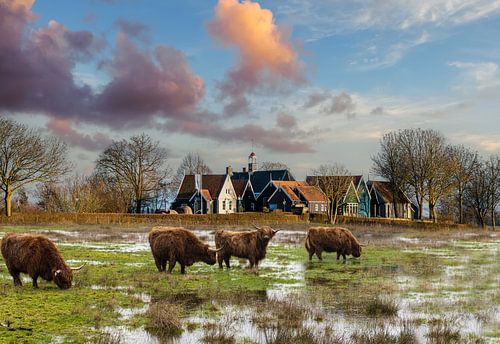 Schokland Eiland met Highlanders op de voorgrond.