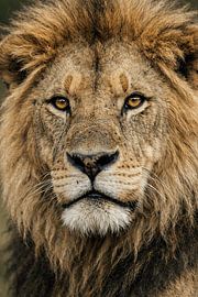 Indringende blik van een leeuw – krachtig close-up wildlife portret in natuurlijke tinten van Design Wall Arts