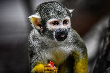 Mooi klein aapje van Michelle van den Boom