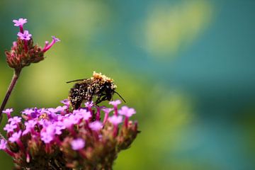Vielbeschäftigte Biene von Shirley Douwstra