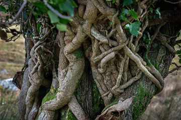 fairytale trunk in Ireland by Bo Scheeringa Photography