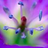 Purple flower with stigma closeup by Frens van der Sluis