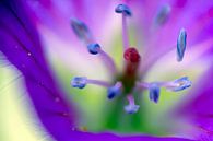 Purple flower with stigma closeup by Frens van der Sluis thumbnail