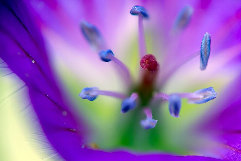 Purple flower with stigma closeup by Frens van der Sluis