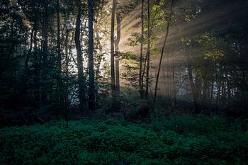 Bois de Leersum