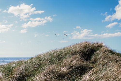 Vogels boven de duinen