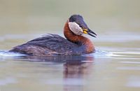 Red-necked grebe by Robert Westerhof thumbnail