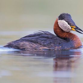 Red-necked grebe by Robert Westerhof