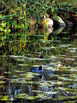 Moorhen on Lily Pond