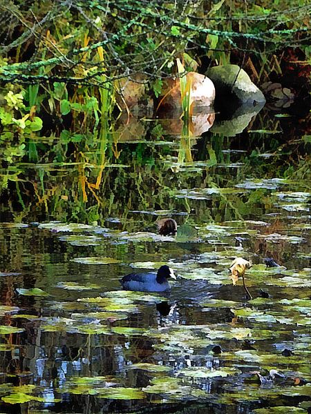 Poule d'eau sur l'étang des nénuphars par Dorothy Berry-Lound