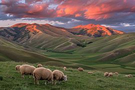Schafe in einer Berglandschaft