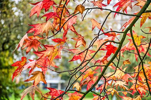 Sweet gum tree leaves in the Park