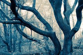 Autumn Sonata by Raoul Suermondt