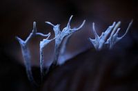 Antlers in the dark