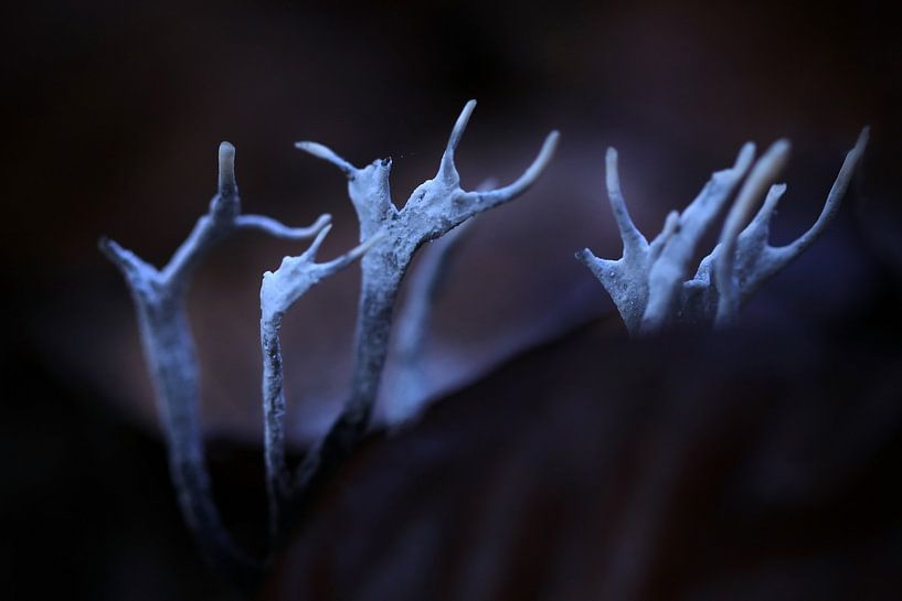 Antlers in the dark by Marjo Snellenburg