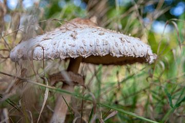 Een bospaddenstoel in de late zomer