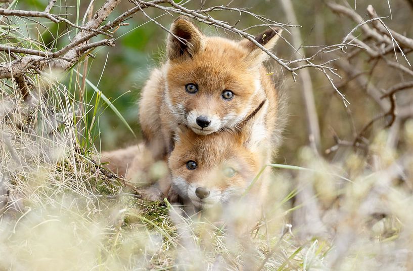 Des renardeaux qui jouent par Menno Schaefer