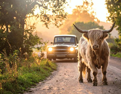 Een hooglander en oldtimer op zandweg