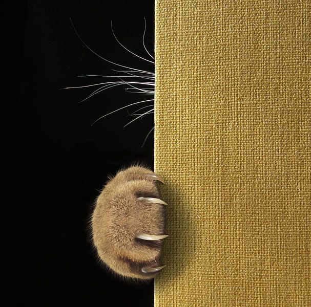 Shy cat ... by Iryna Kuznetsova (Iridi)