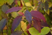 Herbstfarben