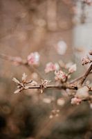 Spring is coming
