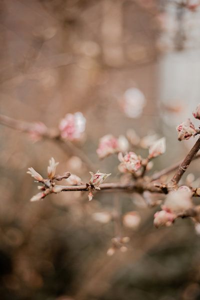 Spring is coming by Iris Beukelman