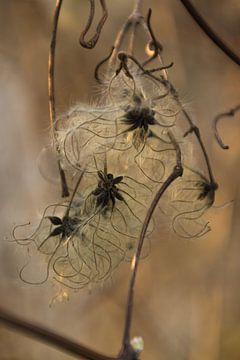 Hersenspinsels der natuur van Liese Van Dyck