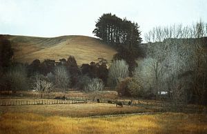 Paysage rural de Nouvelle-Zélande sur Marina de Wit