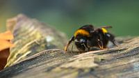 Rustende hommel