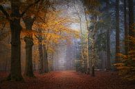 Mastbos . Nebliges Herbstfoto . von Saskia Dingemans Awarded Photographer Miniaturansicht