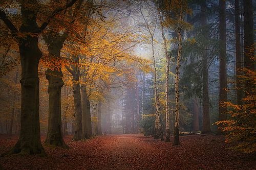 Mastbos . Mistige herfst foto . Autumn Forest