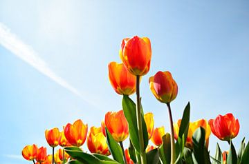 Tulpen tegen een blauwe lucht vanaf een laag standpunt