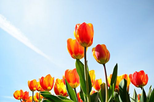 Tulpen tegen een blauwe lucht vanaf een laag standpunt