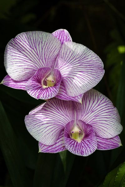 Tropical beauty: orchids with white petals veined with bright purple by Frank Photos