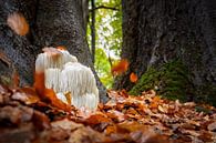 Herbst Foto von Perücke Pilz im Wald mit fallenden Herbstlaub von Fotografiecor .nl Miniaturansicht