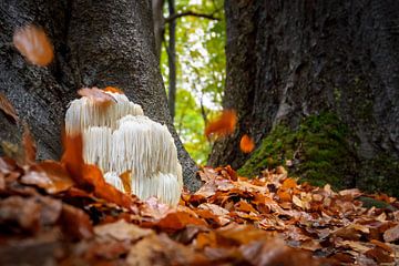 Herbst Foto von Perücke Pilz im Wald mit fallenden Herbstlaub von Fotografiecor .nl