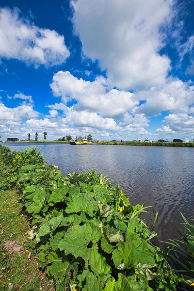 Greater Hoofleaf along the North Holland Canal by peterheinspictures