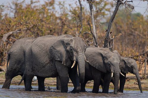 A family of elephants in the water